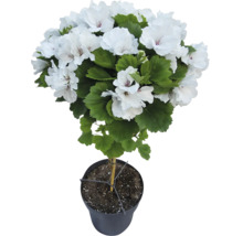 Edelgeranie als Stämmchen mit weißen Blüten und grünen Blättern im schwarzen Topf.