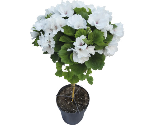 Edelgeranie als Stämmchen mit weißen Blüten und grünen Blättern im schwarzen Topf.