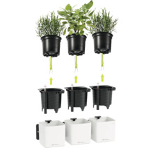 Lechuza Kräutersystem mit Dochtbewässerung, schwarzen Inneneinsätzen mit Wasserstandsanzeiger und weißen Übertöpfen für die Wand.