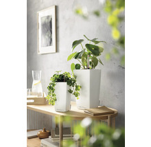 Zwei weiße, quadratische Pflanzgefäße aus Kunststoff mit grünen Zimmerpflanzen auf einer hellen Holzkonsole in einem hellen Raum.