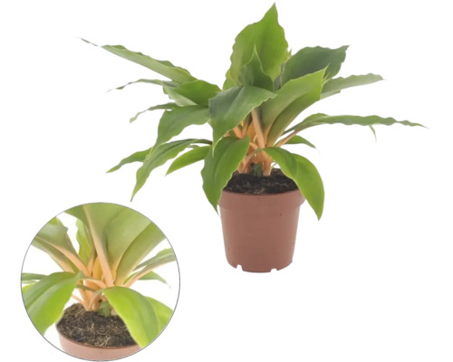 Zimmerpflanze Chlorophytum amaniense Fire Flash mit leuchtend orangefarbenen Blattstielen und grünen Blättern im Kunststofftopf.