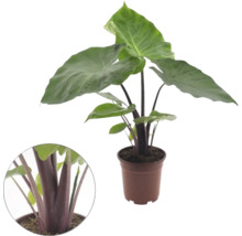 Zimmerpflanze Alocasia mit großen grünen Blättern und dunklen Stielen in einem braunen Topf sowie eine Detailansicht der Stiele.