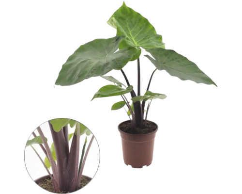 Zimmerpflanze Alocasia mit großen grünen Blättern und dunklen Stielen in einem braunen Topf sowie eine Detailansicht der Stiele.