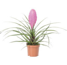 Tillandsia cyanea Zimmerpflanze mit rosa Blüte in einem braunen Kunststofftopf.