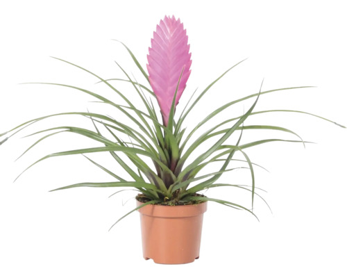Tillandsia cyanea Zimmerpflanze mit rosa Blüte in einem braunen Kunststofftopf.