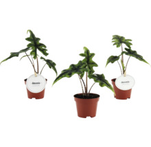 Drei Alocasia Zimmerpflanzen in braunen Kunststofftöpfen mit gemusterten Stielen und markant gewellten grünen Blättern.
