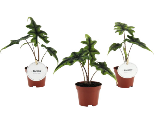 Drei Alocasia Zimmerpflanzen in braunen Kunststofftöpfen mit gemusterten Stielen und markant gewellten grünen Blättern.