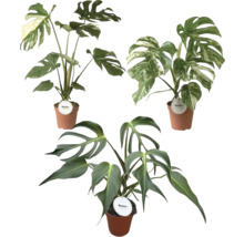 Drei verschiedene Monstera-Zimmerpflanzen in terracottafarbenen Töpfen mit grünen und panaschierten Blättern.