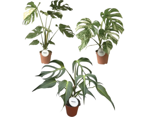 Drei verschiedene Monstera-Zimmerpflanzen in terracottafarbenen Töpfen mit grünen und panaschierten Blättern.