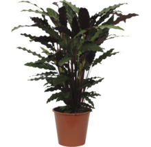 Zimmerpflanze Calathea rufibarba mit gewellten Blättern im braunen Kunststofftopf