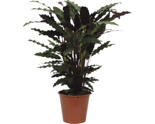 Zimmerpflanze Calathea rufibarba mit gewellten Blättern im braunen Kunststofftopf