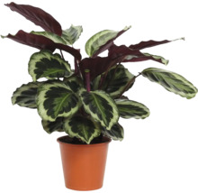 Korbmarante Calathea in einem terrakottafarbenen Kunststofftopf mit gemusterten Blättern.