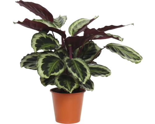Korbmarante Calathea in einem terrakottafarbenen Kunststofftopf mit gemusterten Blättern.