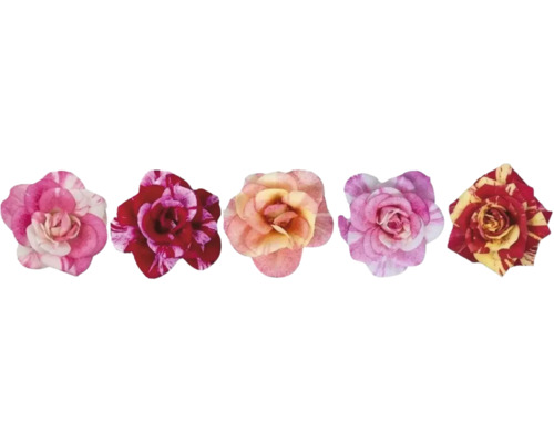 Fünf verschiedene Rosenblüten mit unterschiedlichen Mustern und Blütenblattformen.