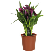 Calla Zantedeschia Zimmerpflanze mit dunkelvioletten Blüten und grünen Blättern in einem braunen Kulturtopf.