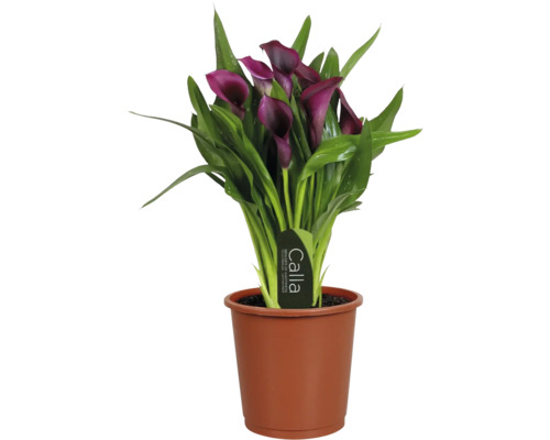Calla Zantedeschia Zimmerpflanze mit dunkelvioletten Blüten und grünen Blättern in einem braunen Kulturtopf.