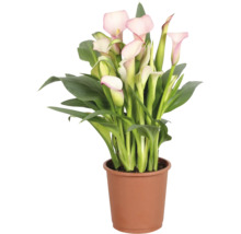 Zimmercalla Zantedeschia in einem braunen Kunststofftopf mit grünen Blättern und rosa Blüten.