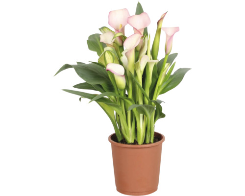 Zimmercalla Zantedeschia in einem braunen Kunststofftopf mit grünen Blättern und rosa Blüten.