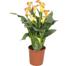 Calla Zantedeschia Zimmerpflanze mit gelben Blüten und gepunkteten grünen Blättern im braunen Kunststofftopf.