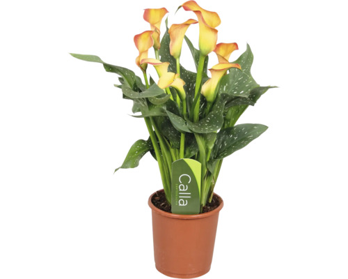 Calla Zantedeschia Zimmerpflanze mit gelben Blüten und gepunkteten grünen Blättern im braunen Kunststofftopf.