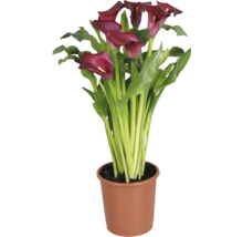 Zantedeschia Calla Lily mit dunkelroten Blüten und grünen Blättern in einem braunen Kunststofftopf.