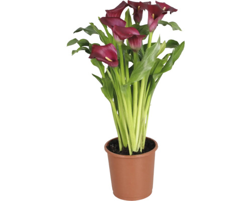 Zantedeschia Calla Lily mit dunkelroten Blüten und grünen Blättern in einem braunen Kunststofftopf.