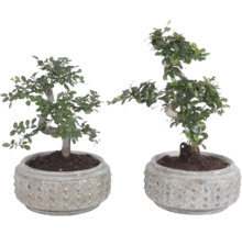 Zwei Zimmerbonsai Carmona retusa in runden strukturierten Pflanztöpfen.
