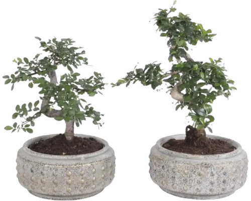 Zwei Zimmerbonsai Carmona retusa in runden strukturierten Pflanztöpfen.