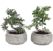 Zwei Bonsai Bäume in runden, strukturierten Steingut Töpfen.