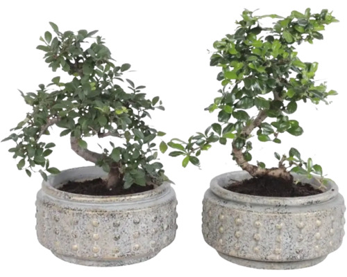 Zwei Bonsai Bäume in runden, strukturierten Steingut Töpfen.
