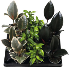 Sortiment verschiedener Ficus-Zimmerpflanzen in Töpfen, wie Gummibaum und Birkenfeige, in einer schwarzen Kunststoffpalette.