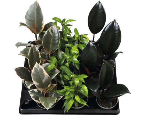 Sortiment verschiedener Ficus-Zimmerpflanzen in Töpfen, wie Gummibaum und Birkenfeige, in einer schwarzen Kunststoffpalette.