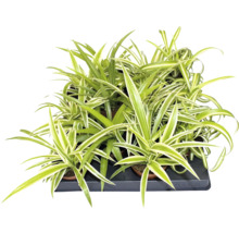 Grünlilie Chlorophytum comosum in einer Anzuchtschale mit grün-weißen Blättern.