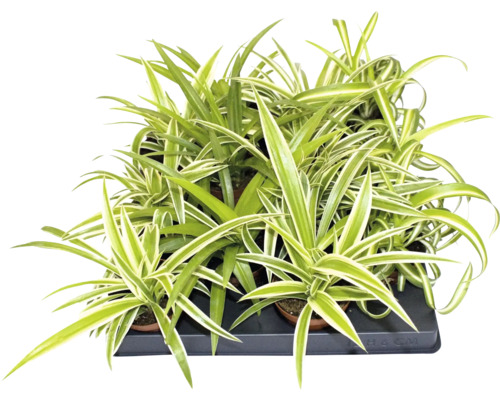 Grünlilie Chlorophytum comosum in einer Anzuchtschale mit grün-weißen Blättern.