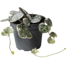 Ceropegia woodii Zimmerpflanze mit herzförmigen silbrig-grünen Blättern in einem dunkelgrauen Kunststofftopf.