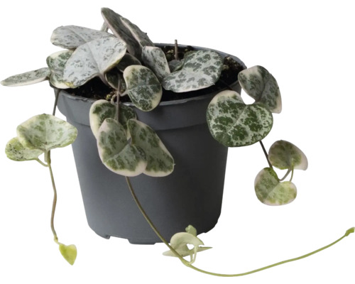 Ceropegia woodii Zimmerpflanze mit herzförmigen silbrig-grünen Blättern in einem dunkelgrauen Kunststofftopf.