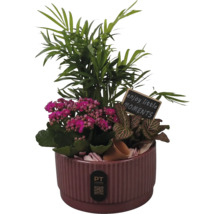 Zimmerpflanzen Arrangement im geriffelten Keramiktopf mit Bergpalme, Kalanchoe, Fittonia und einem Holzschild mit Text. PT creations Logo.