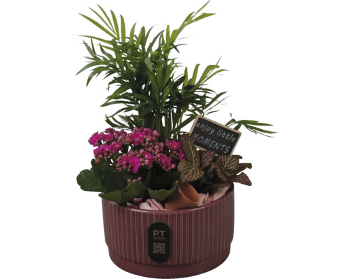 Zimmerpflanzen Arrangement im geriffelten Keramiktopf mit Bergpalme, Kalanchoe, Fittonia und einem Holzschild mit Text. PT creations Logo.
