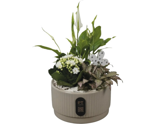 Pflanzarrangement in beigem Keramiktopf mit Einblatt, Kalanchoe, Fittonia, dekorativem Holz-Schmetterling und PT Creations Logo.
