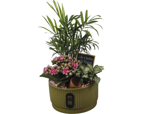 Zimmerpflanzen-Arrangement in grünem Keramiktopf mit Kalanchoe, Palme und Fittonia sowie dekorativem Schild und PT creations Logo.