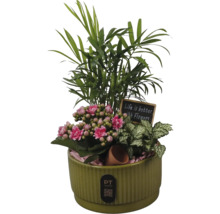 Zimmerpflanzenarrangement im grünen Keramiktopf mit Bergpalme, Kalanchoe, Fittonia, dekorativem Schild und PT creations Logo.