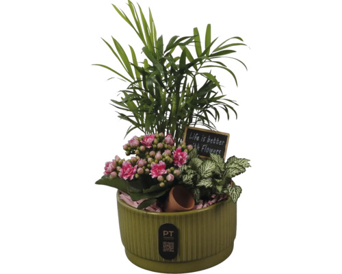Zimmerpflanzenarrangement im grünen Keramiktopf mit Bergpalme, Kalanchoe, Fittonia, dekorativem Schild und PT creations Logo.