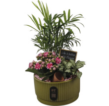 Zimmerpflanzen-Arrangement im geriffelten grünen Keramiktopf mit rosa Kalanchoe, Palme, Fittonia und Dekoschild.