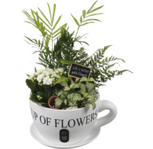 Zimmerpflanzen-Mix in Keramiktasse mit Kalanchoe, Fittonia, Farn, Palme, Holzschild Life is better with Flowers und PT Creations Logo.