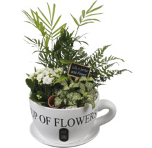 Pflanzenarrangement in Tassenform mit Kalanchoe, Palme, Farn, Fittonie, Schild Life is better with Flowers und PT Creations Logo.