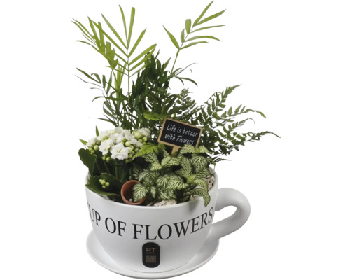Pflanzarrangement in weißer Tasse mit Schriftzug Cup of Flowers, Kalanchoe, Farn, Palme, Fittonia und Dekoschild. PT Creations Logo.