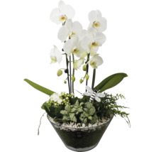Orchideen-Arrangement in einer Glasschale mit weißen Phalaenopsis-Blüten, verschiedenen Grünpflanzen und einer dekorativen Biene.