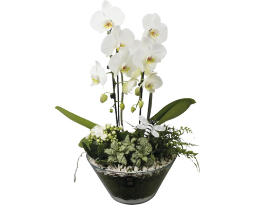 Orchideen-Arrangement in einer Glasschale mit weißen Phalaenopsis-Blüten, verschiedenen Grünpflanzen und einer dekorativen Biene.