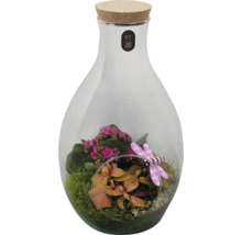 Pflanzenterrarium in Glasflasche mit Korkverschluss, Kalanchoe, Fittonia, Moos und dekorativer Libelle.