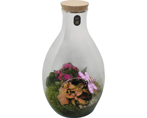 Pflanzenterrarium in Glasflasche mit Korkverschluss, Kalanchoe, Fittonia, Moos und dekorativer Libelle.